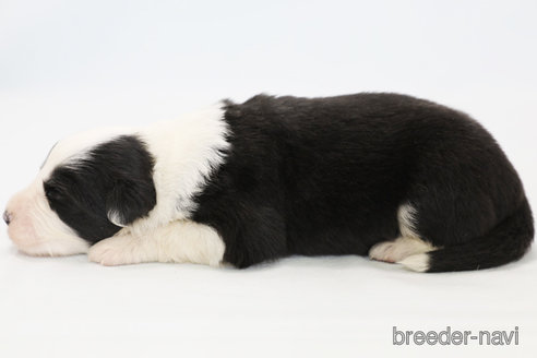 成約済の神奈川県のボーダーコリー-310464の5枚目